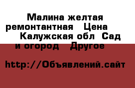 Малина желтая ремонтантная › Цена ­ 500 - Калужская обл. Сад и огород » Другое   